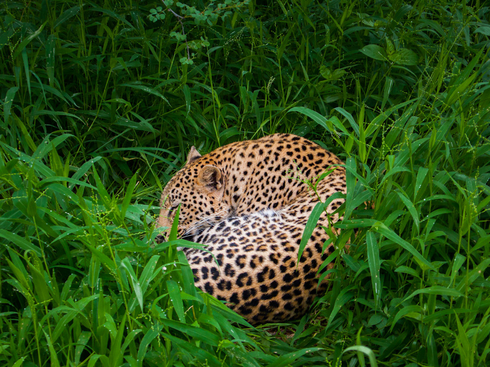  photography, leopard, South Africa, African Wildlife, 