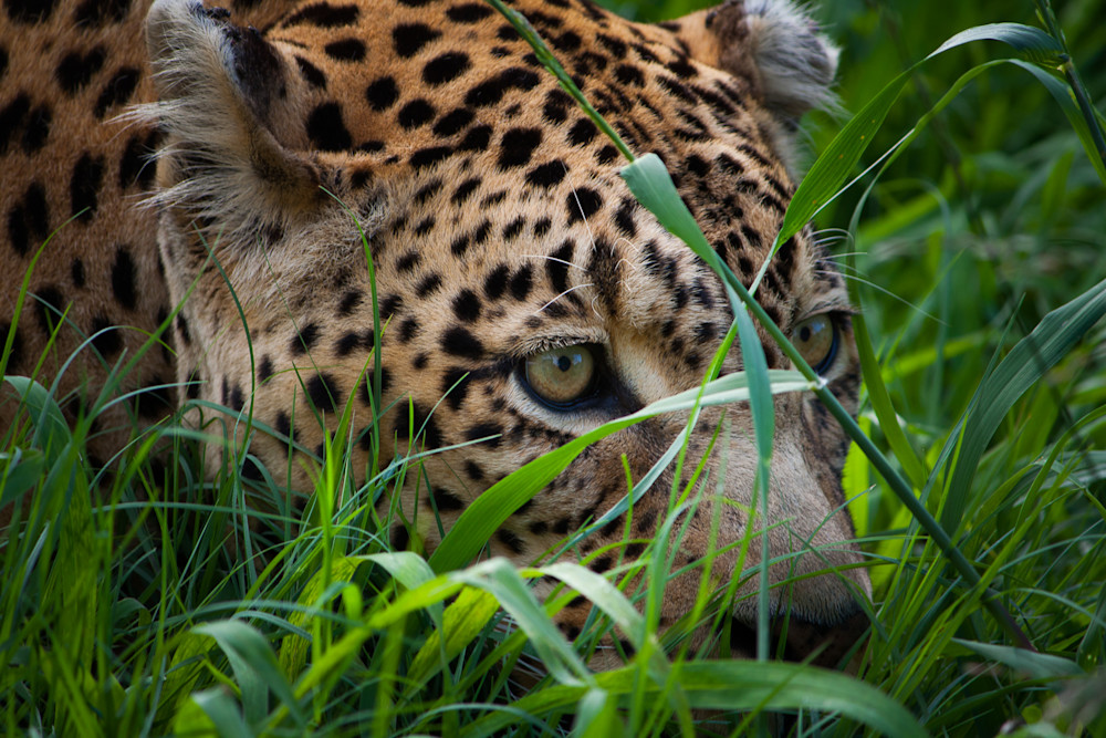 Africa, photography, leopard, South Africa, African Wildlife
