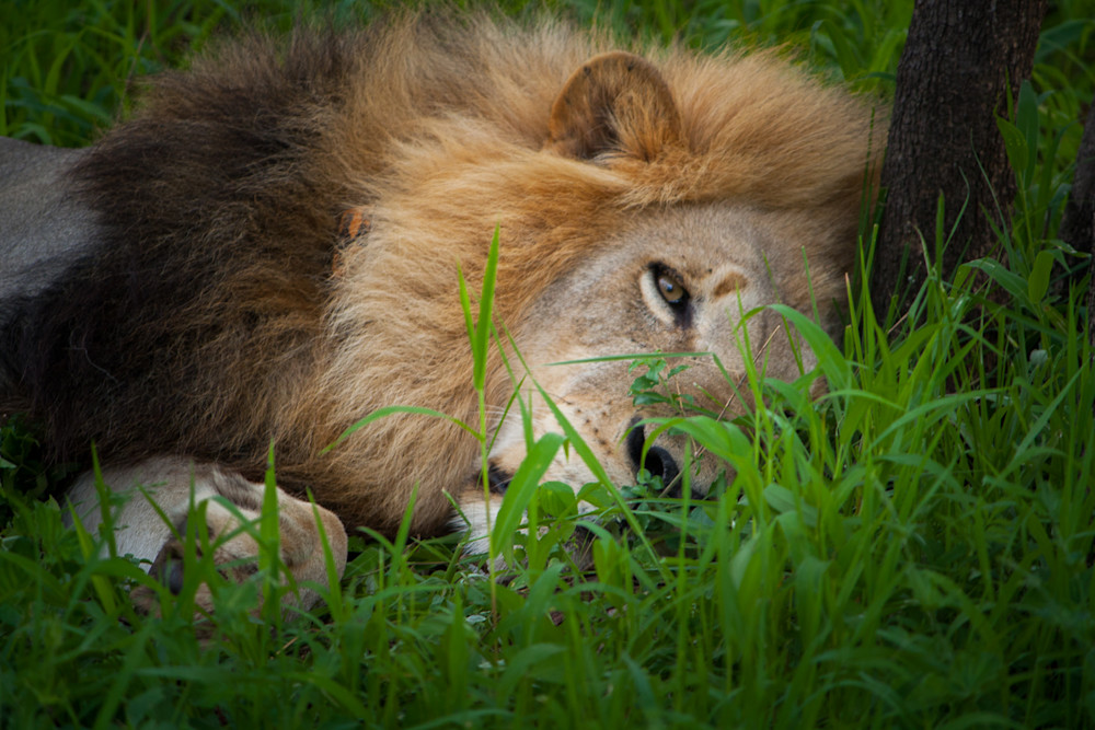  photography, lion, South Africa, African Wildlife, Kruger National Park