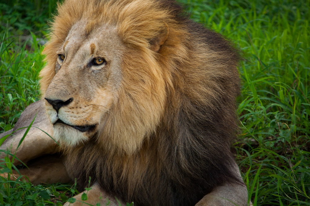 Africa, photography, lion, South Africa, African Wildlife, Kruger National Park