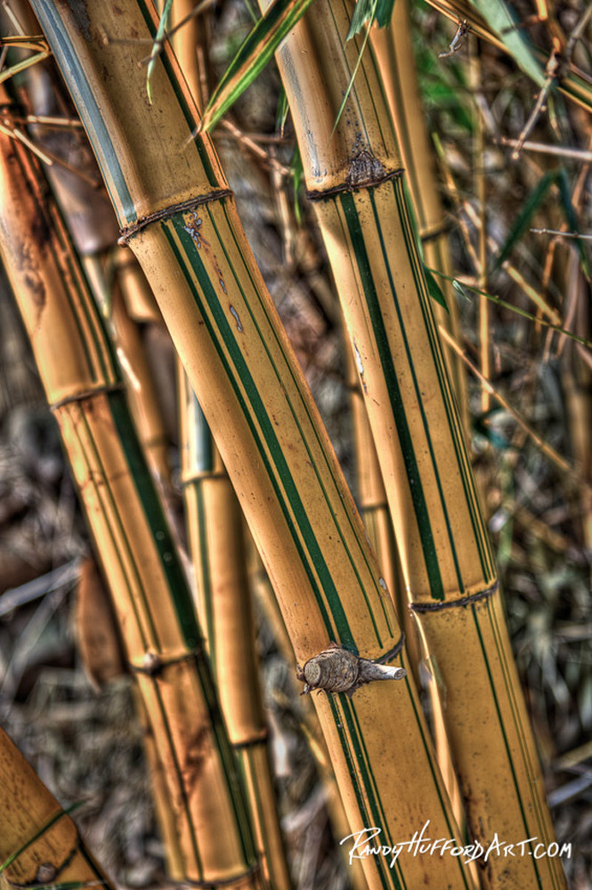 Bamboo Kane