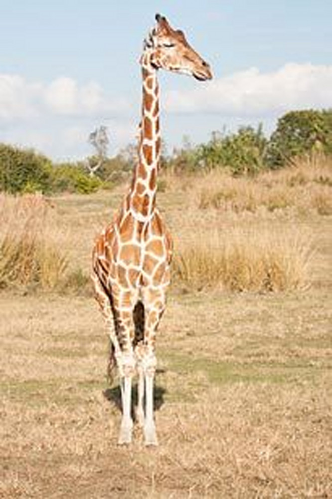 Exotic Animals - Giraffe I
