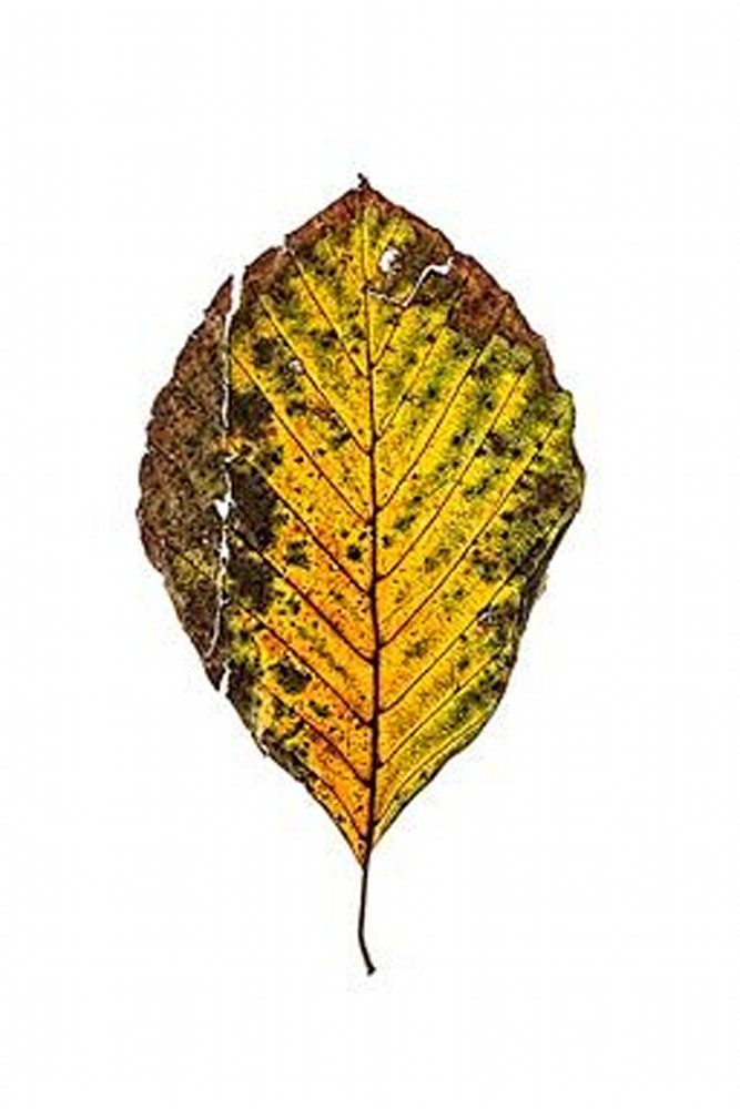 Torn Leaf