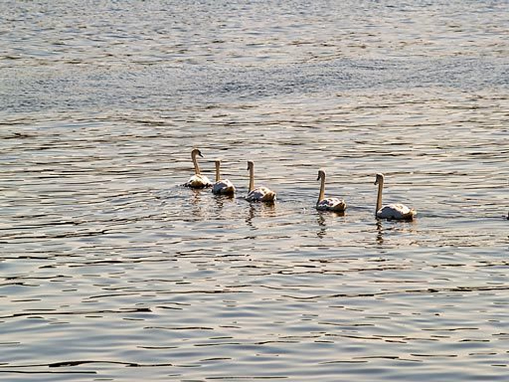 Swans (Sheepshead Bay)