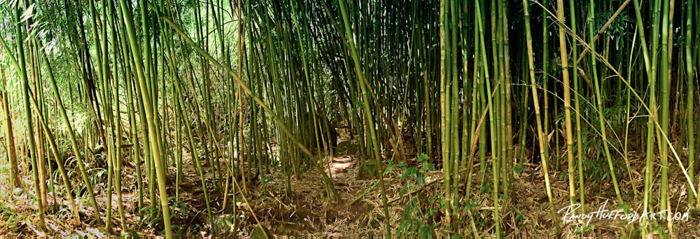 Bamboo Forest Pano
