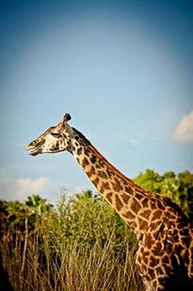 Exotic Animals - Giraffe II