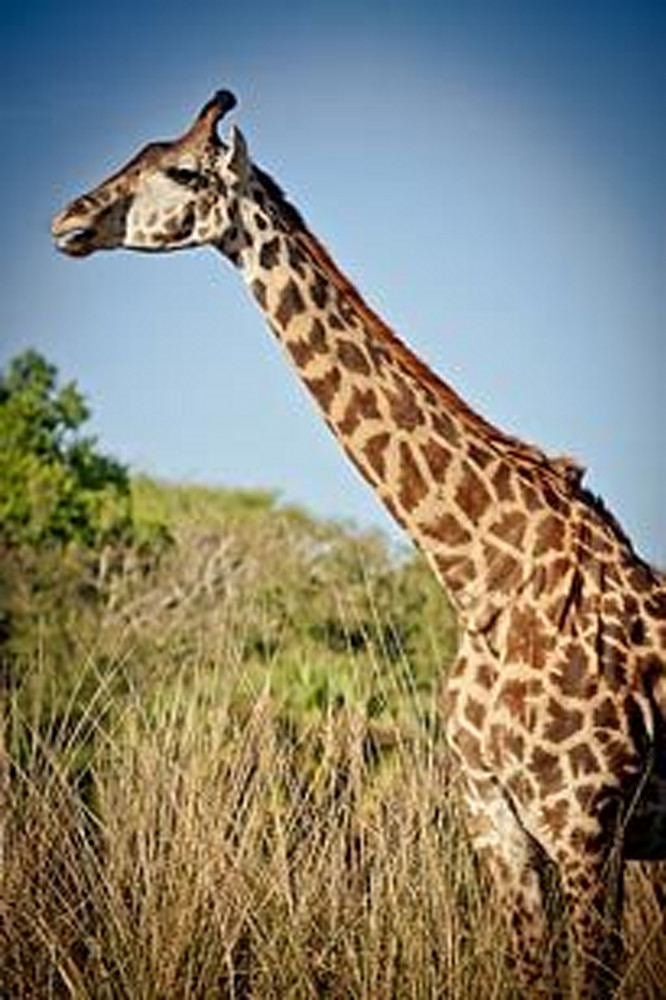 Exotic Animals - Giraffe III