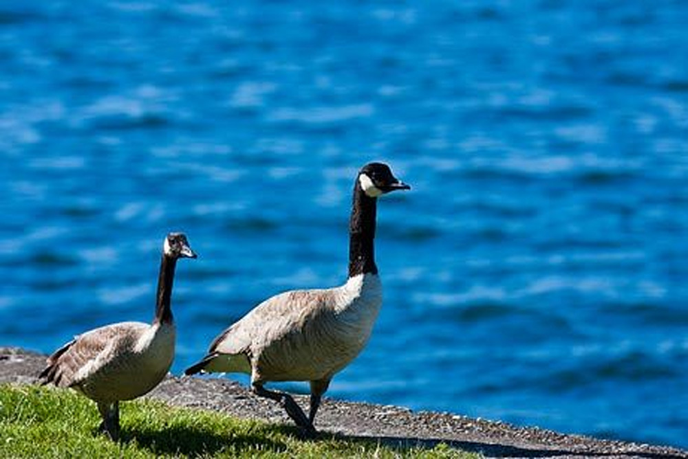 Geese by Water III