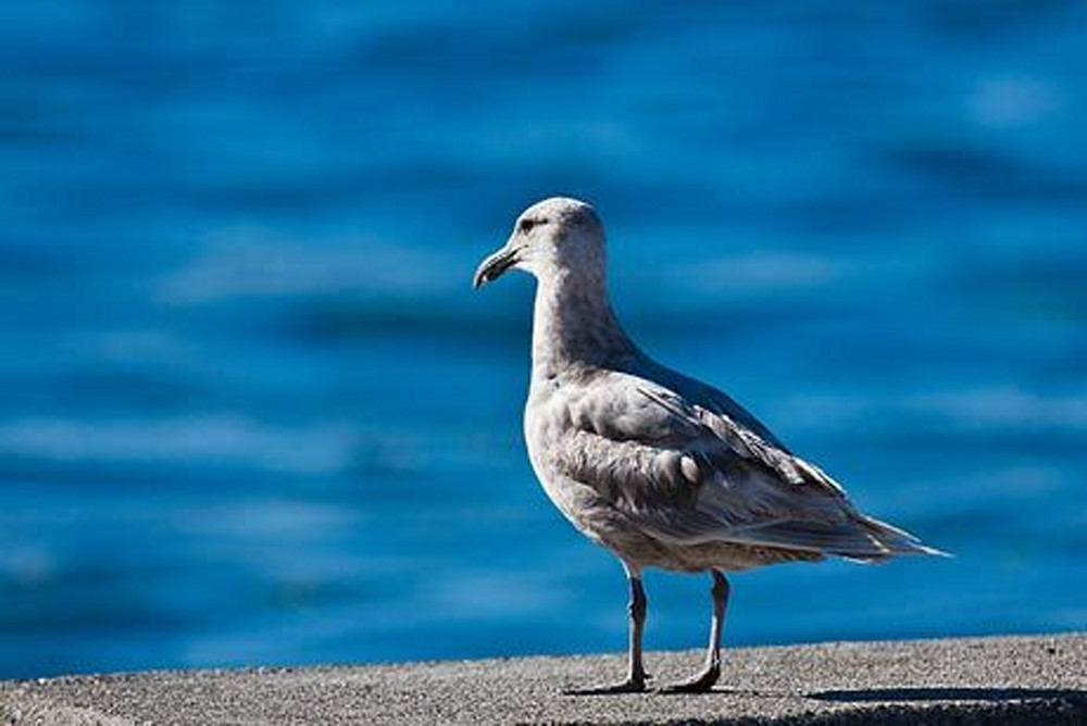 Gazing Seagull