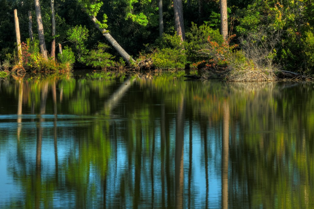 Norfolk Forest Reflection Fine Art Photographs by Michael Pucciarelli