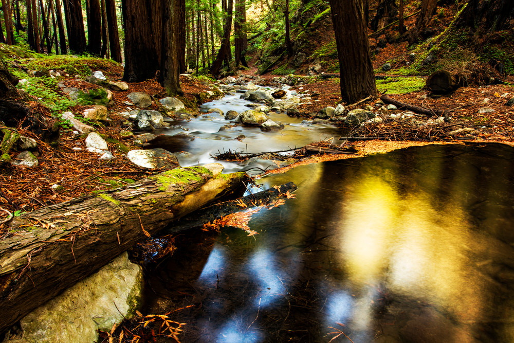 View Of Hare Creek in Limekiln State Park Photograph for Sale as Fine Art