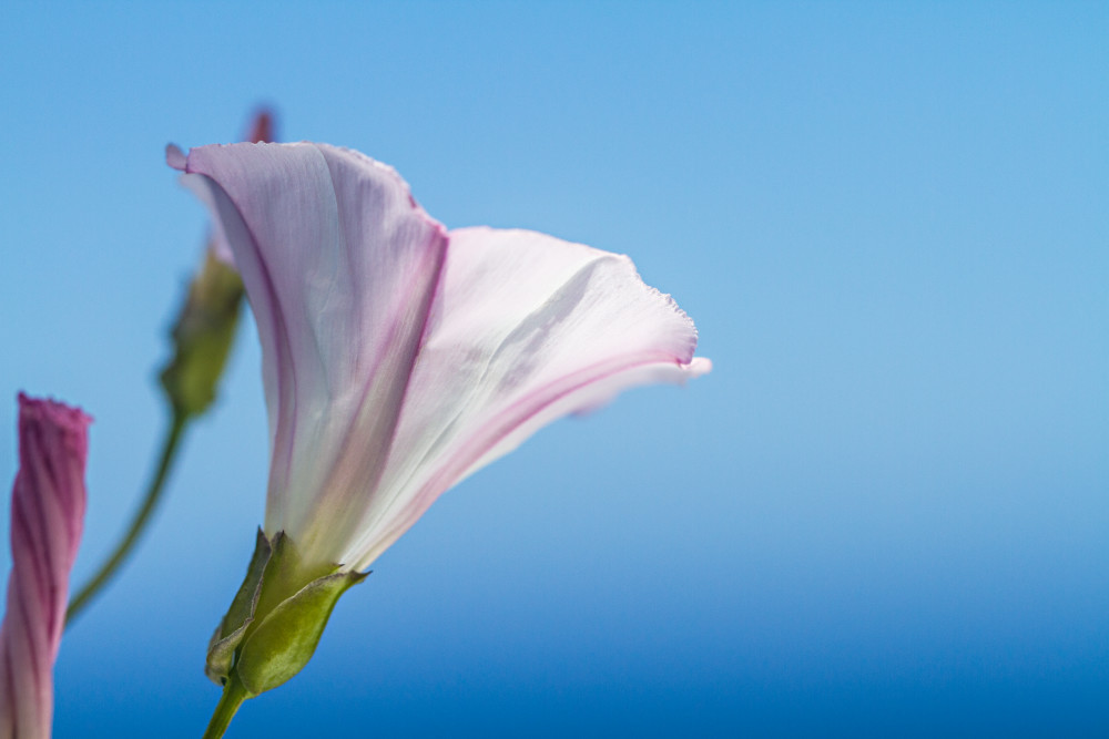 White Morning Glory Flower in Big Sur Photograph for Sale as Fine Art