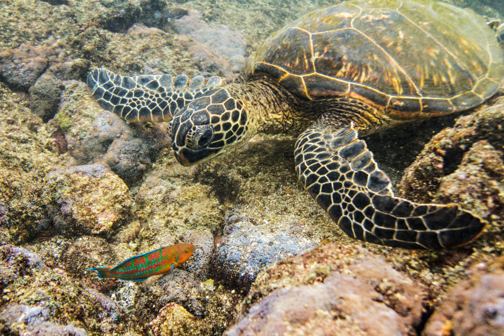 Hawaiian Green Sea Turtle Eating In Kahalu'u Bay Photograph for Sale as
