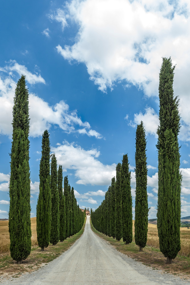 Cypress Entrance - Tuscany - Italy