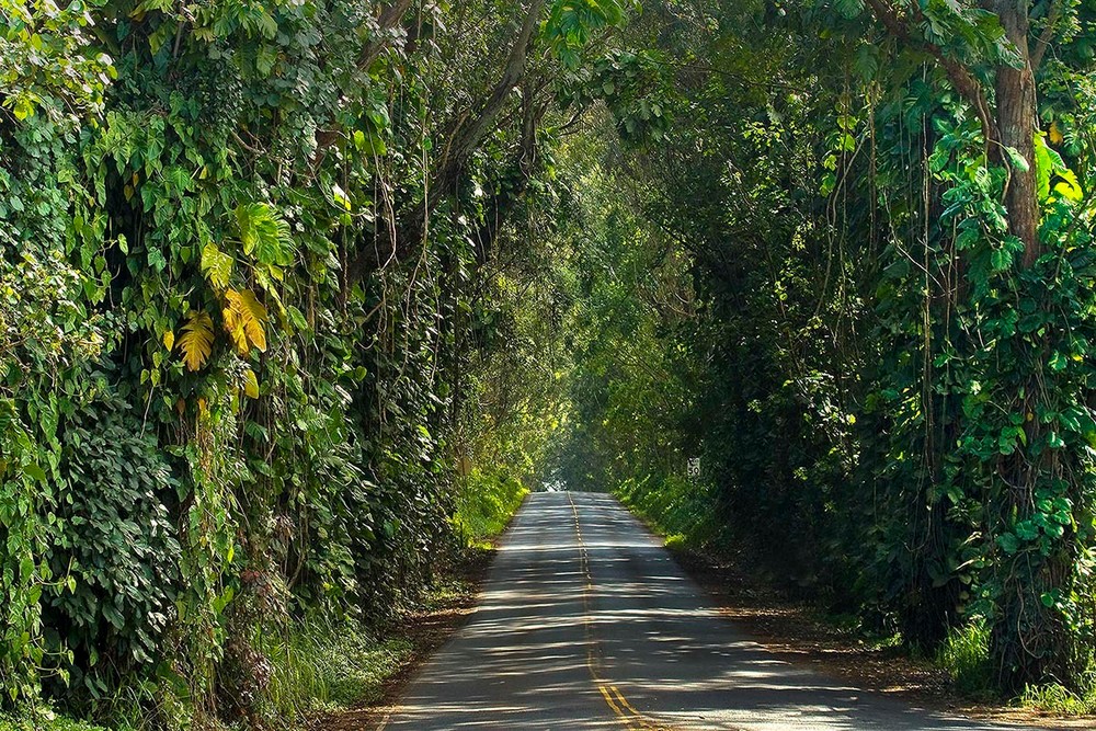 Tree Tunnel road to Koloa | Kauai fine art photography, Hawaii 