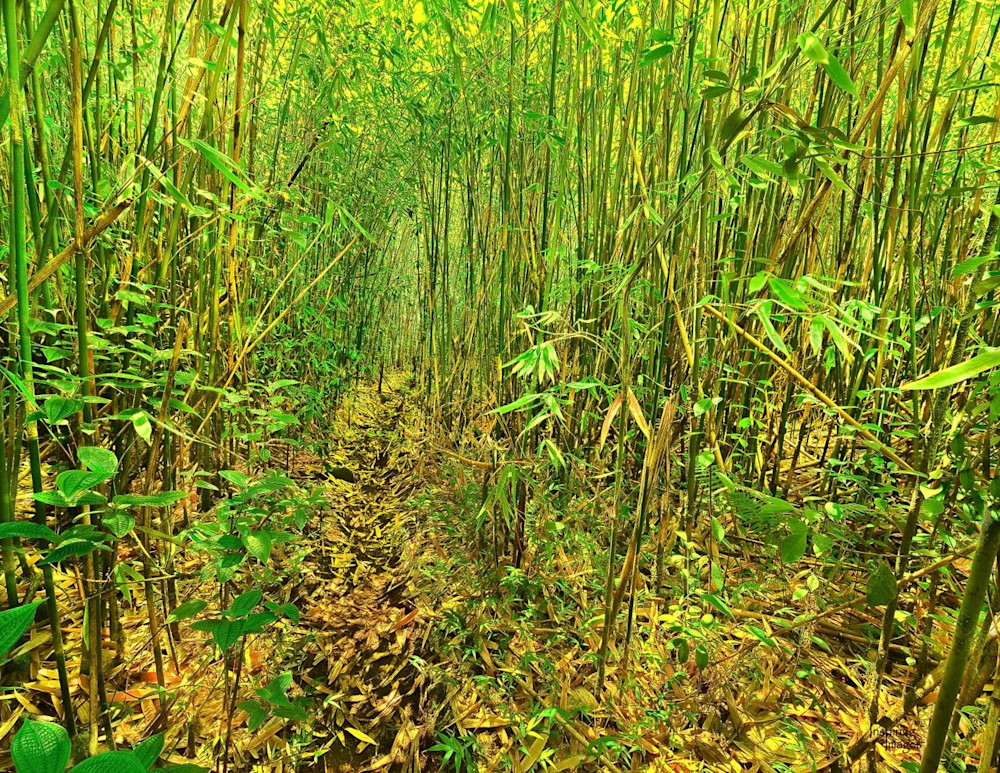 Bamboo Jungle Trail | Kauai Fine Art Photography, Hawaii