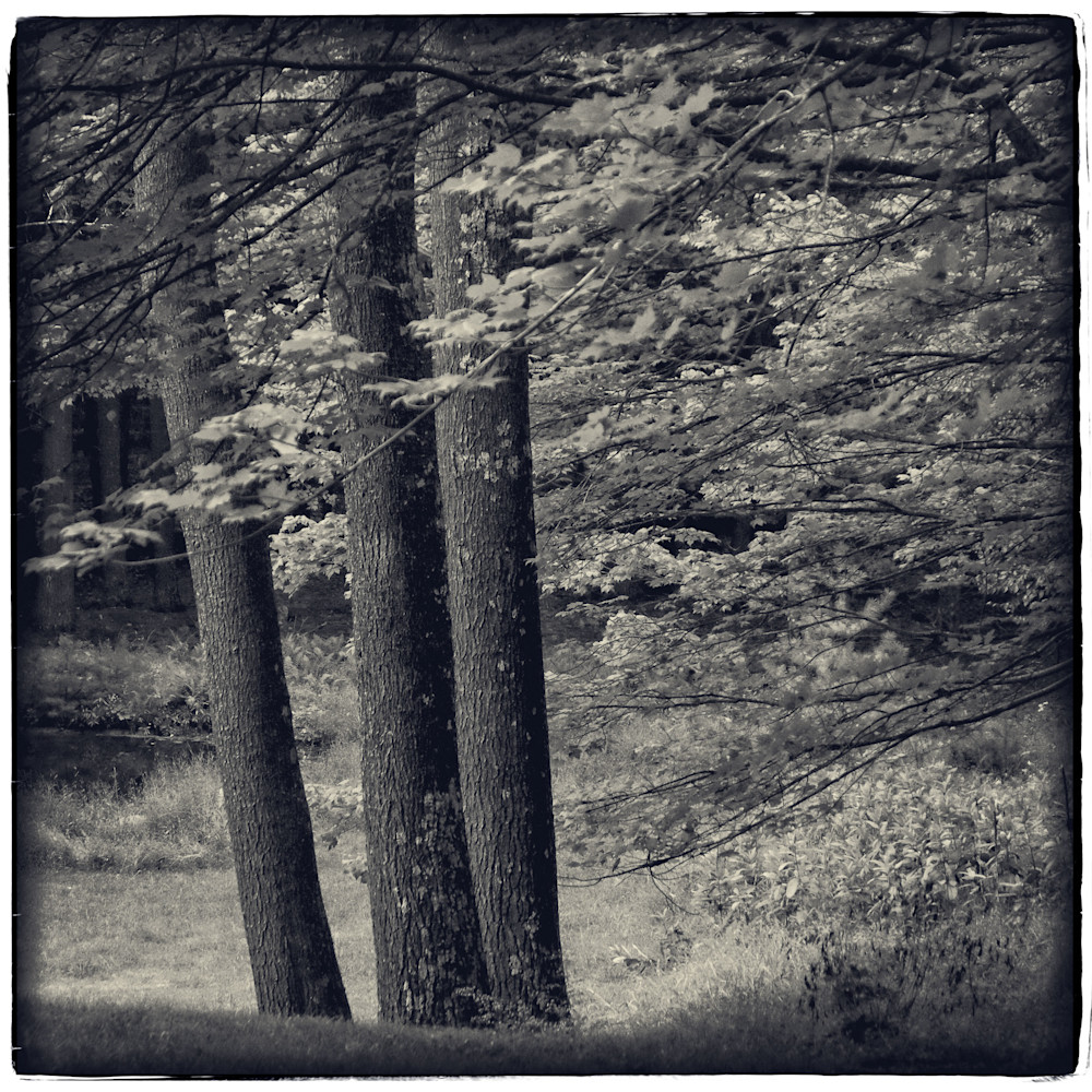 Three Trees   Woodstock, Ny Photography Art | David Frank Photography