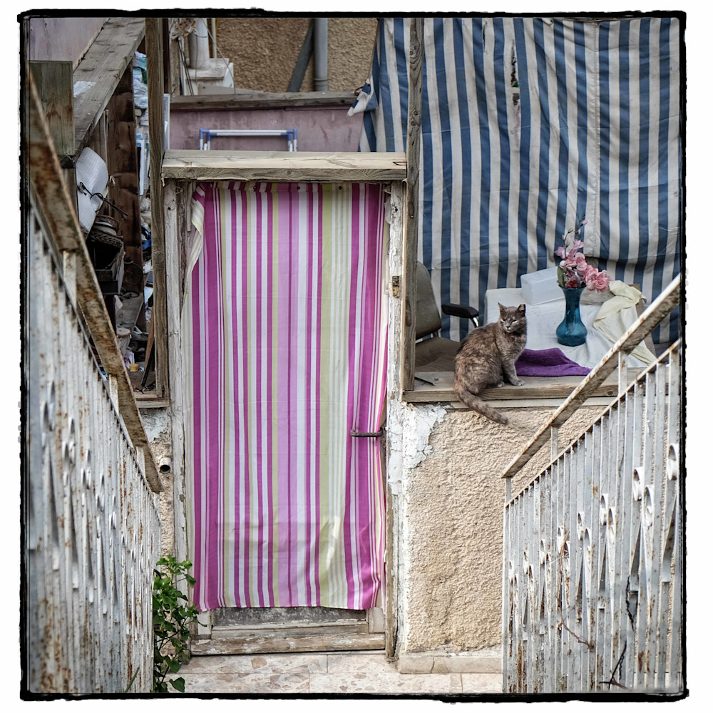Jerusalem Of Cats Photography Art | David Frank Photography