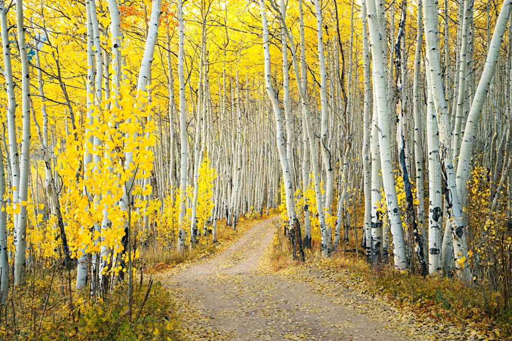 5965 Fall Road Thru Aspen Photography Art | Cunningham Gallery