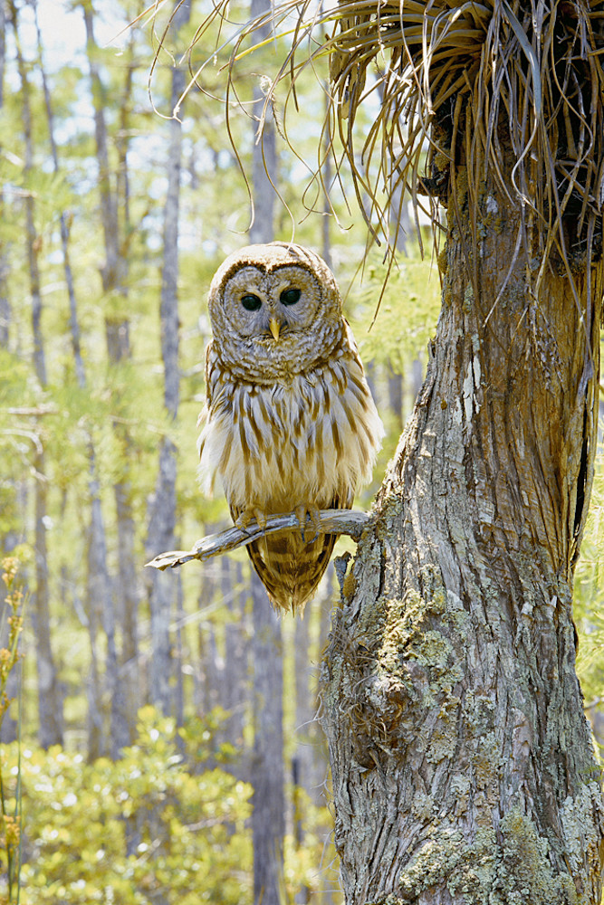 Barred Owl Photography Art | Cunningham Gallery