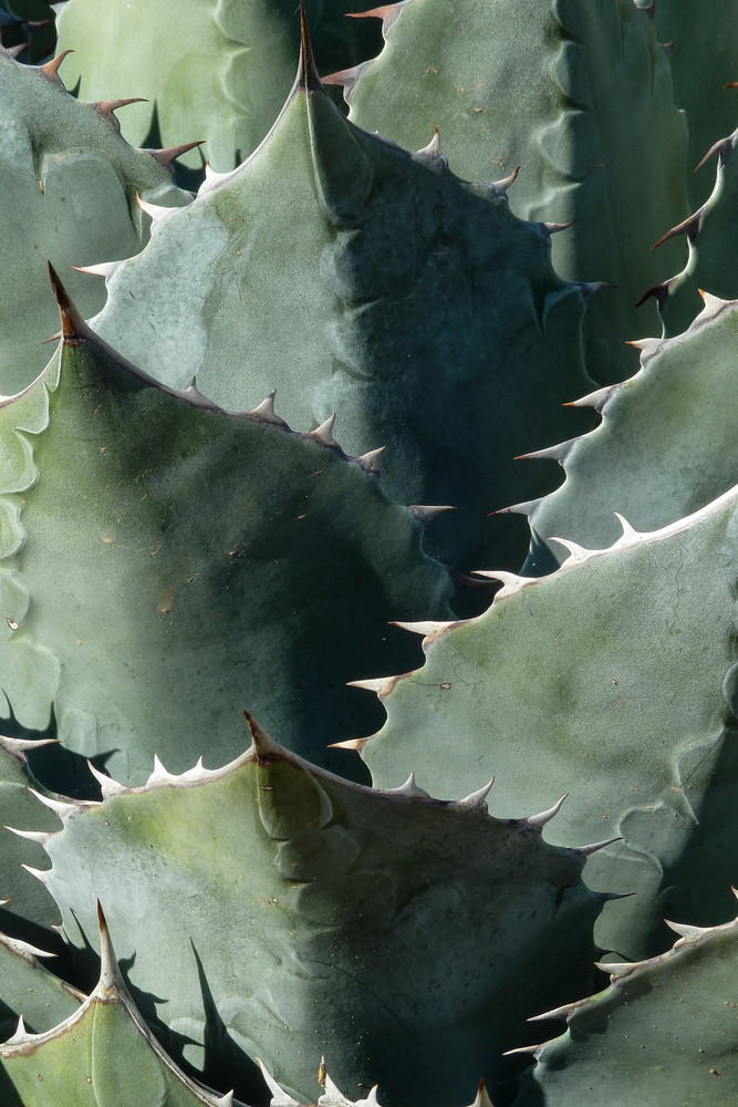 Phoenix, Arizona; a detail view of the texture and pattern of an Agave cactus