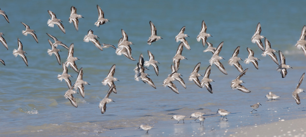 Sanibel Island, Florida; a flock of Sanderling (Calidris alba) birds in flight at the water's edge, Gulf of Mexico