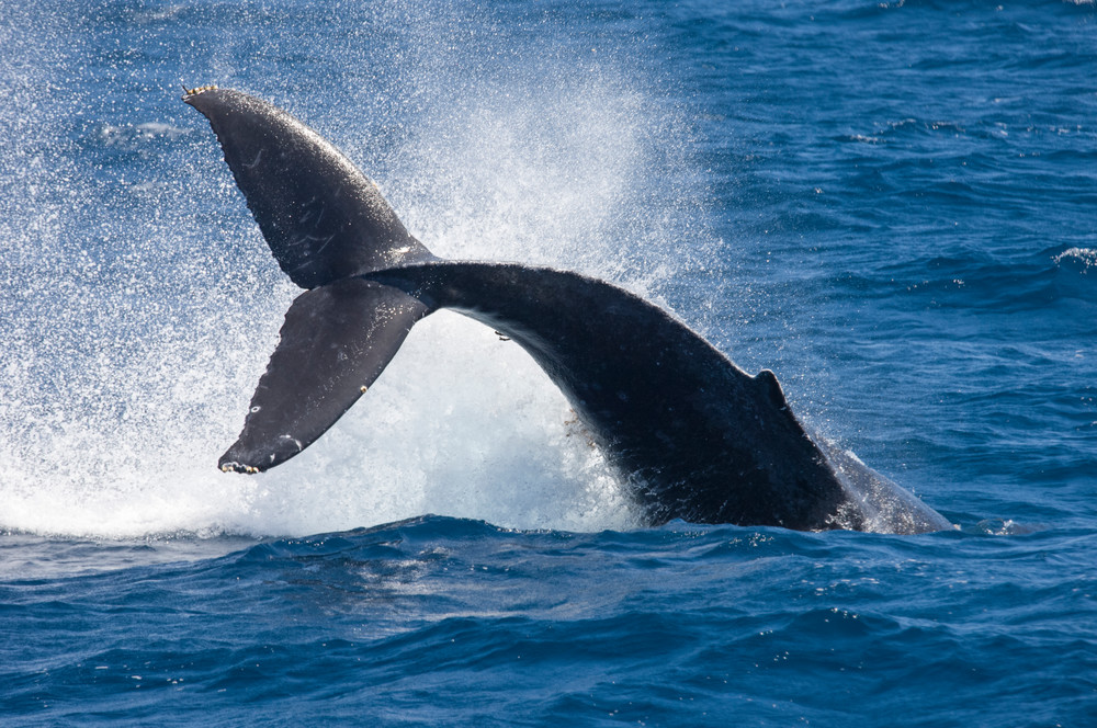 Anacapa Island, Channel Islands National Park and National Marine Sanctuary, California; Humpback Whale (Megaptera novaeangliae) tail slapping at the water's surface, also known as a peduncle slap