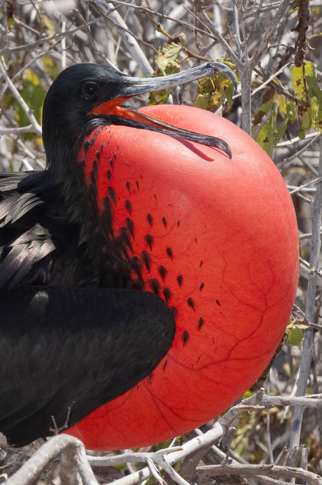 North Seymour Island, Galapagos, Ecuador; a male Magnificent frigatebird (Fregata magnificens), with his red gular sac distended to attract a mate, sits in a bush or tree