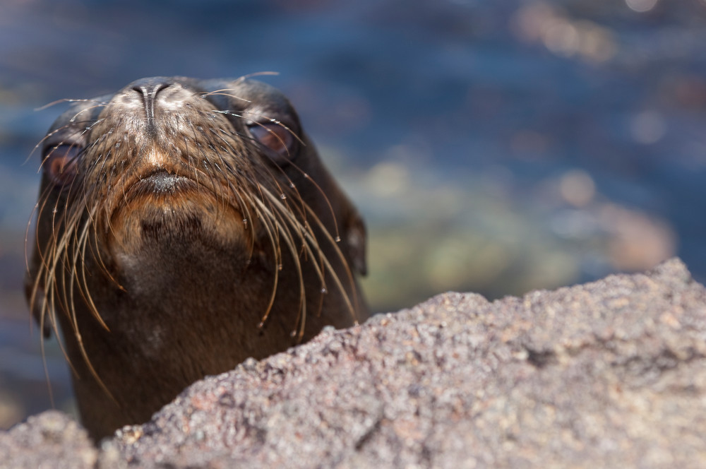 South Plazas Island, Galapagos, Ecuador; a very young Galapagos Sea Lion (Zalophus wollebaeki) peeks it's head over the volcanic rock for a look at the strange creature with the camera