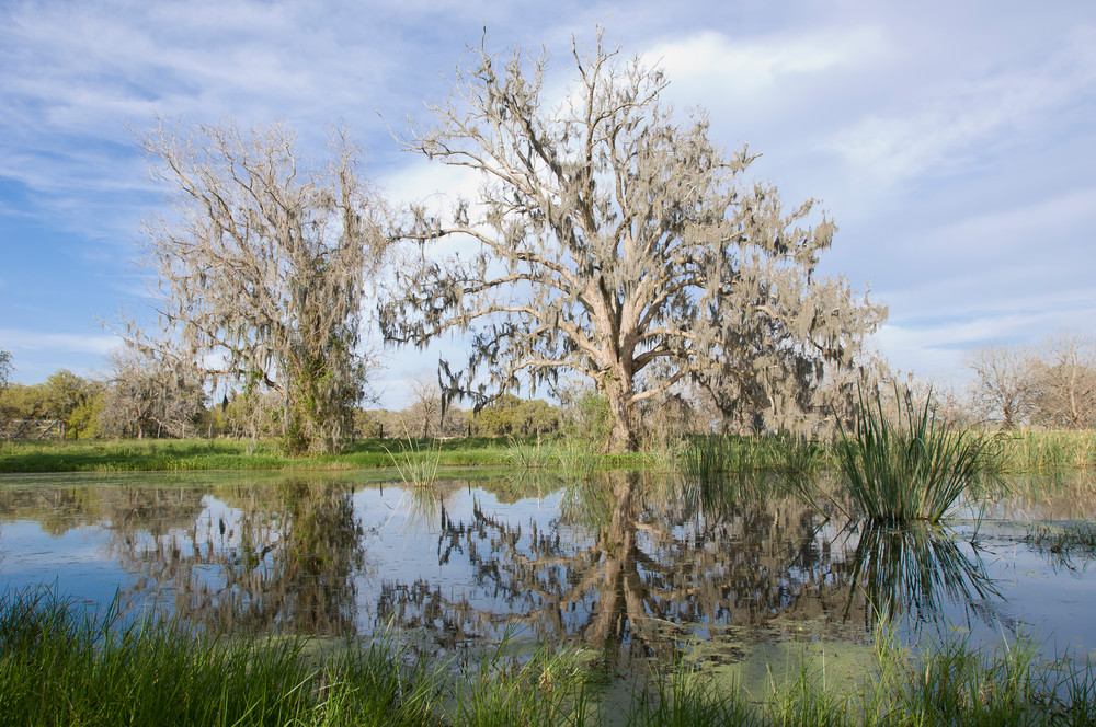 Columbia Ranch, Brazoria County, Damon, Texas; reflections in the slough behind the main house in the late afternoon