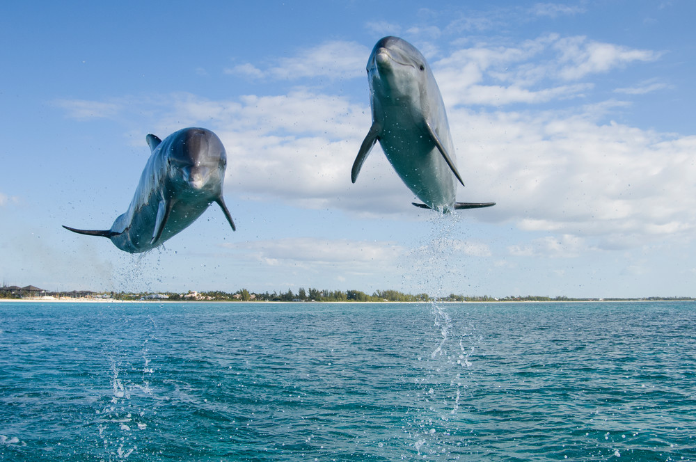 Grand Bahama Island, The Bahamas; two Common Bottlenose Dolphins (Tursiops truncatus) leaping out of the water in unison