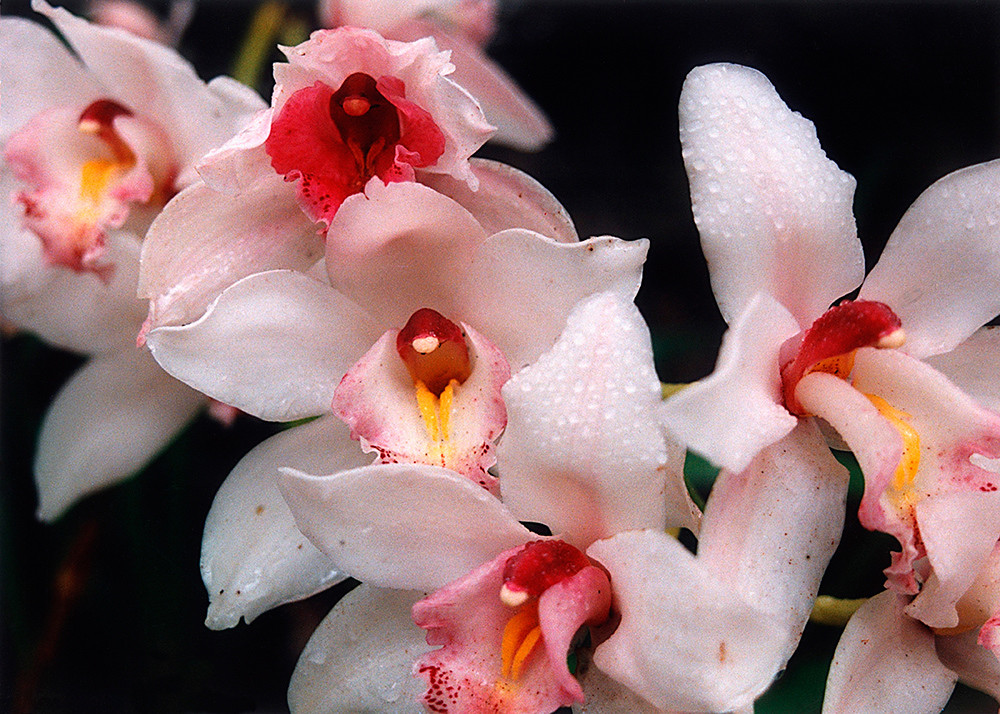 Orchids Art | Fine Art New Mexico