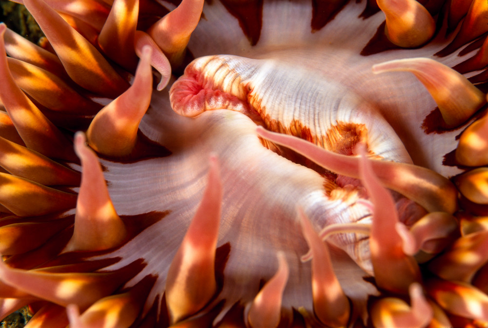 Santa Cruz Island, Channel Islands National Park and National Marine Sanctuary, California; a fire red anemone with orange bands and white around it's mouth