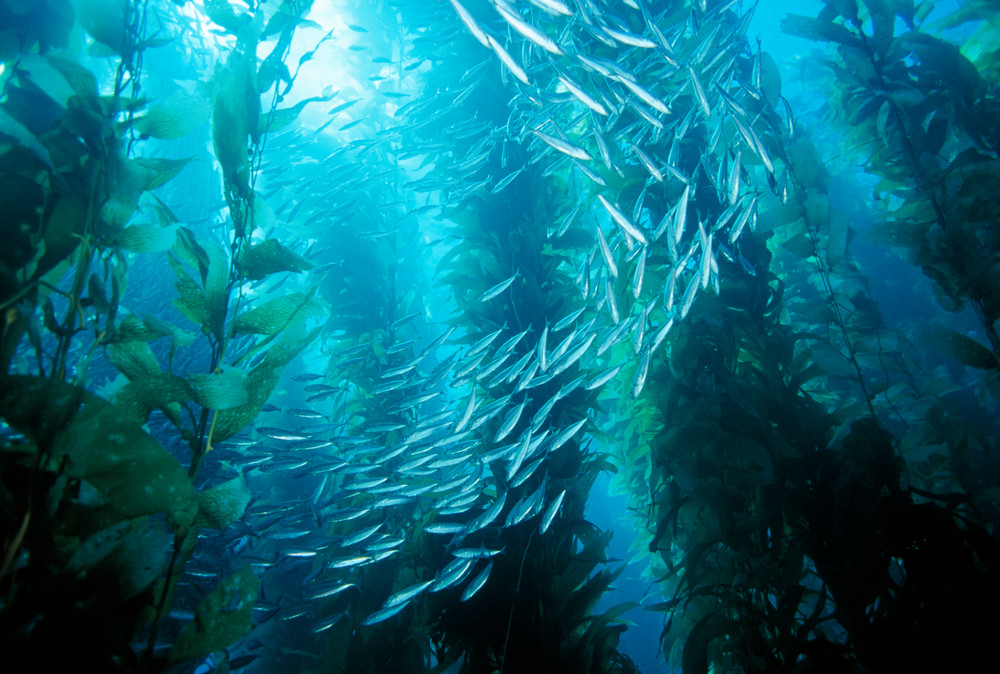 Jack Mackerel (Trachurus symmetricus) and Giant Kelp (Macrocystis pyrifera)