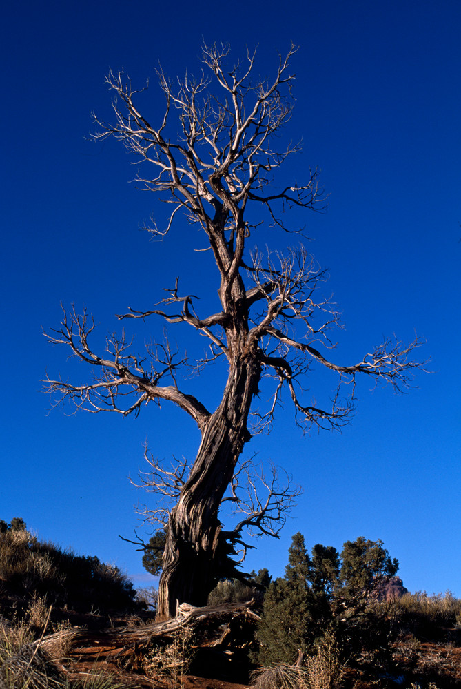 Monument Valley, Arizona; tree along Valley Drive, Navajo Tribal Nation