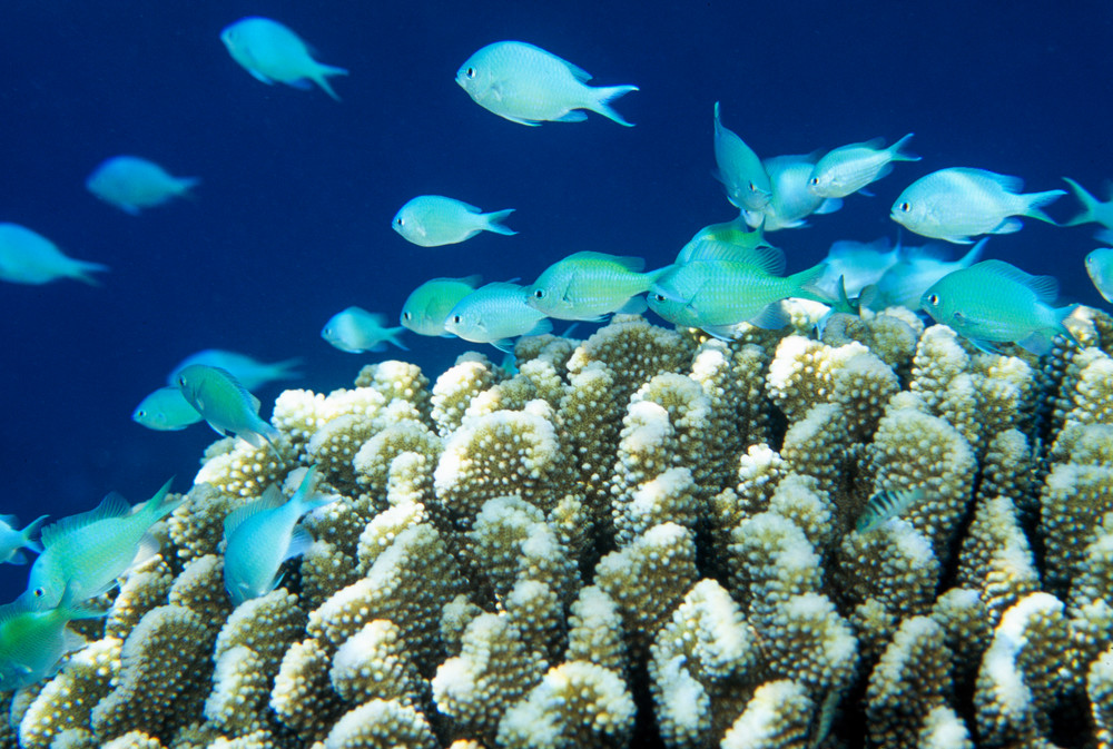 Blue-green Chromis (Chromis viridis)