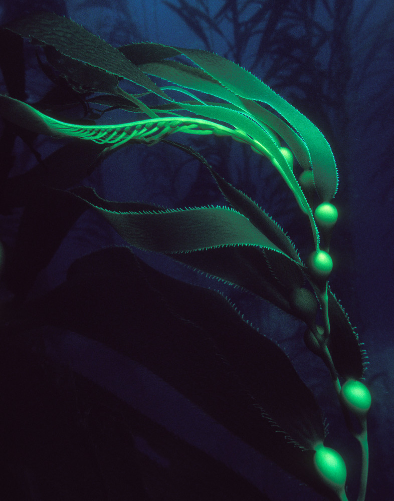 Giant Kelp (Macrocystis pyrifera)