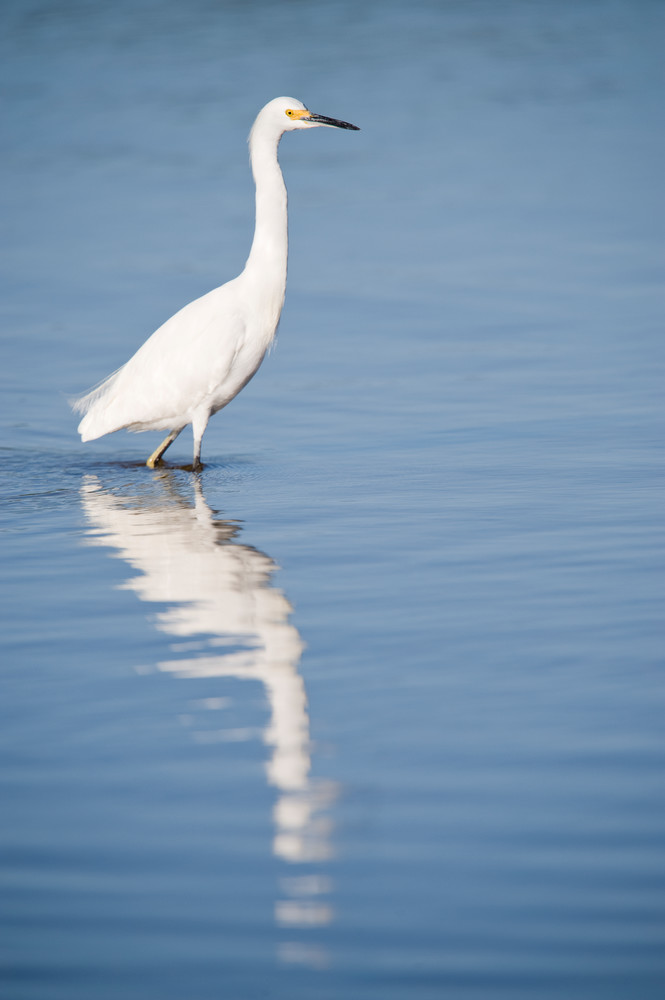 Snowy Egret, Sanibel Island, Florida