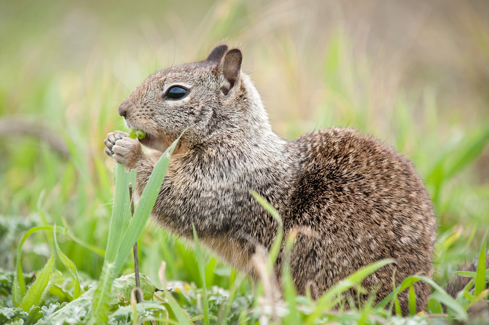 California Ground Squirrel, San Simeon, California