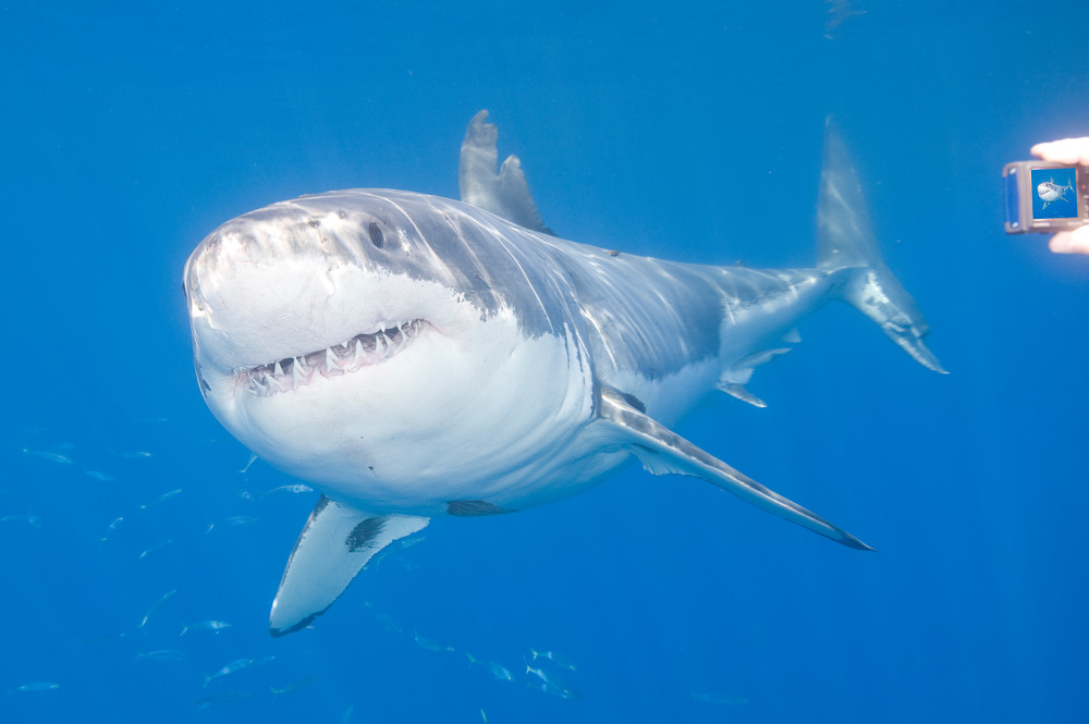 Great White Shark & Camera, Guadalupe Island, Mexico
