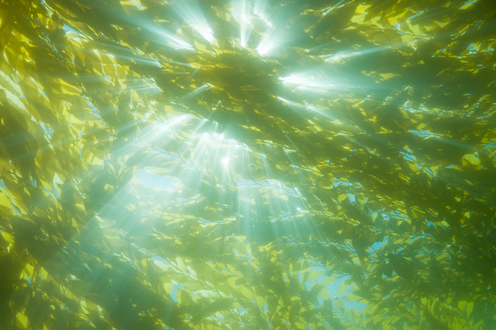 Giant Kelp Canopy & Sun Rays, Catalina Island, California
