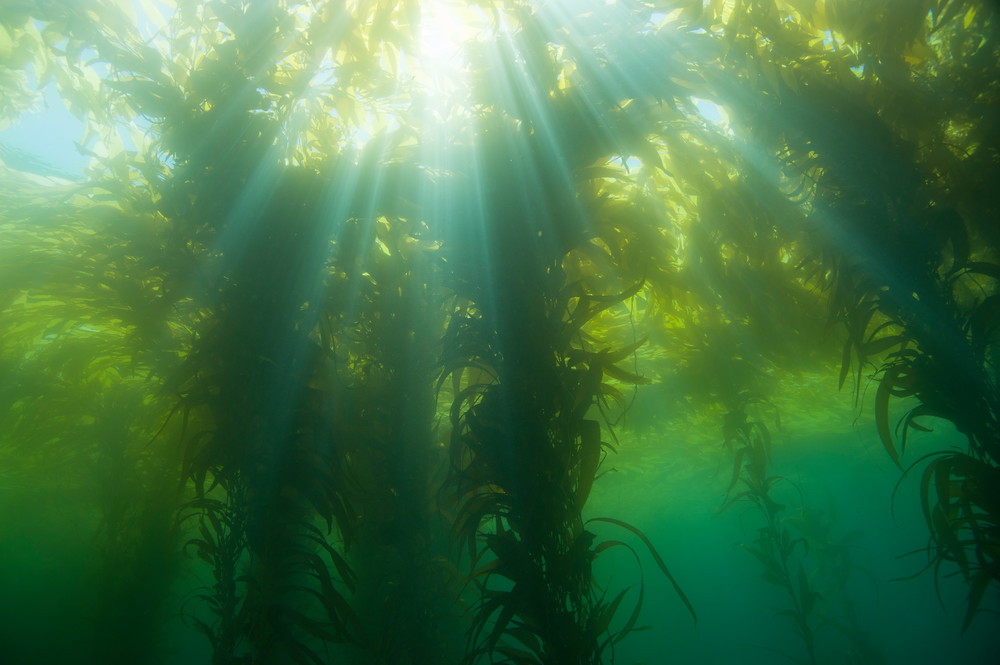 Giant Kelp Forest & Sun Rays, Catalina Island, California