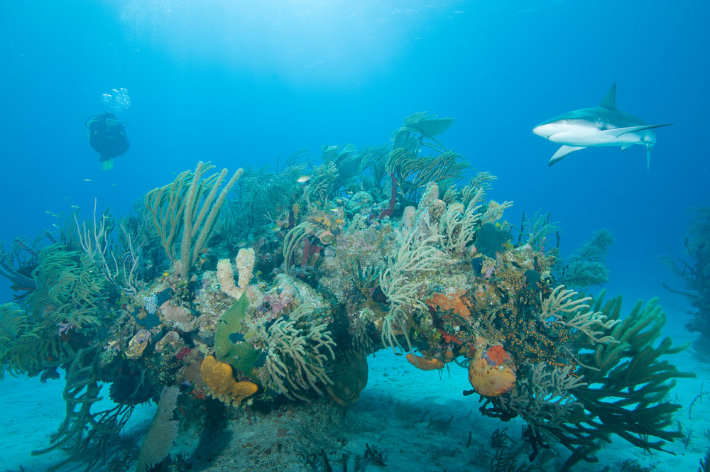 Caribbean Reef Shark & Diver, Grand Bahama Island