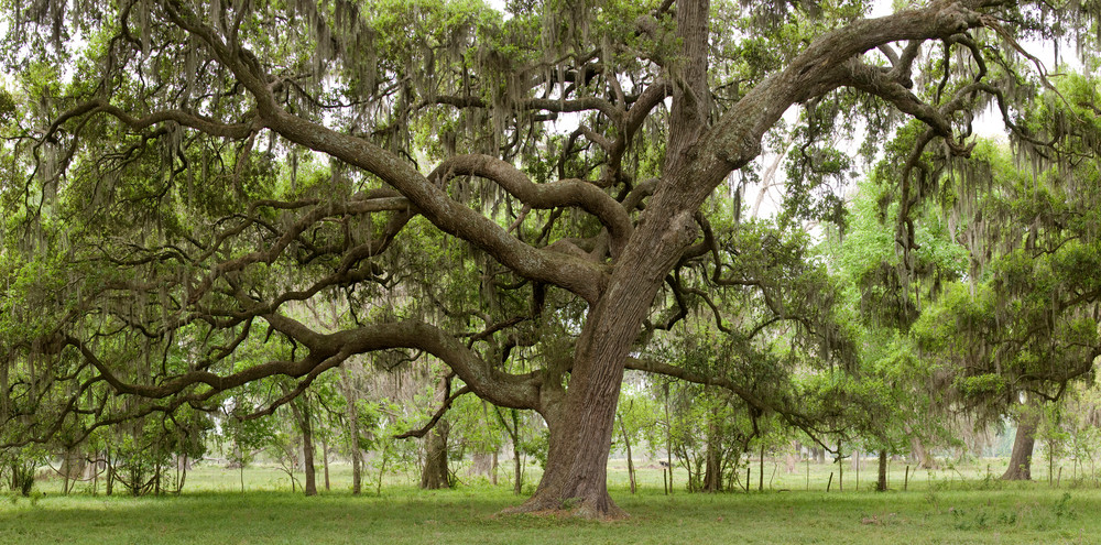 Live Oak Tree Pano, Damon, Texas