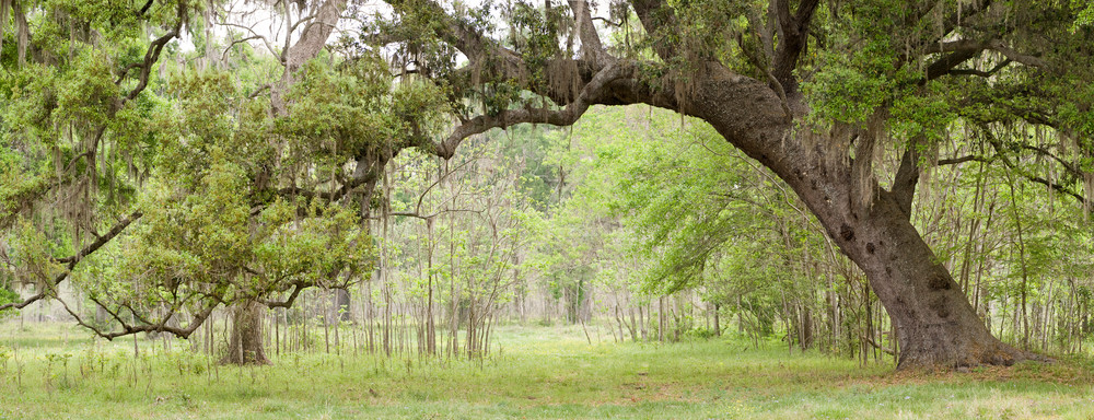 Live Oak Tree Arch, Damon, Texas