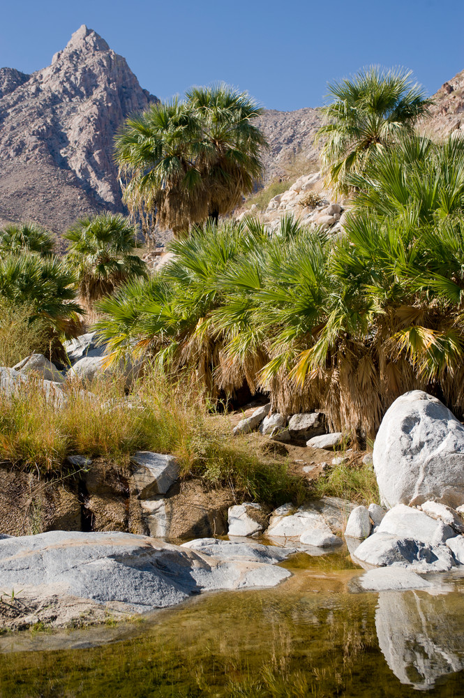 Palm Tree Oasis, Guadalupe Canyon, Mexico