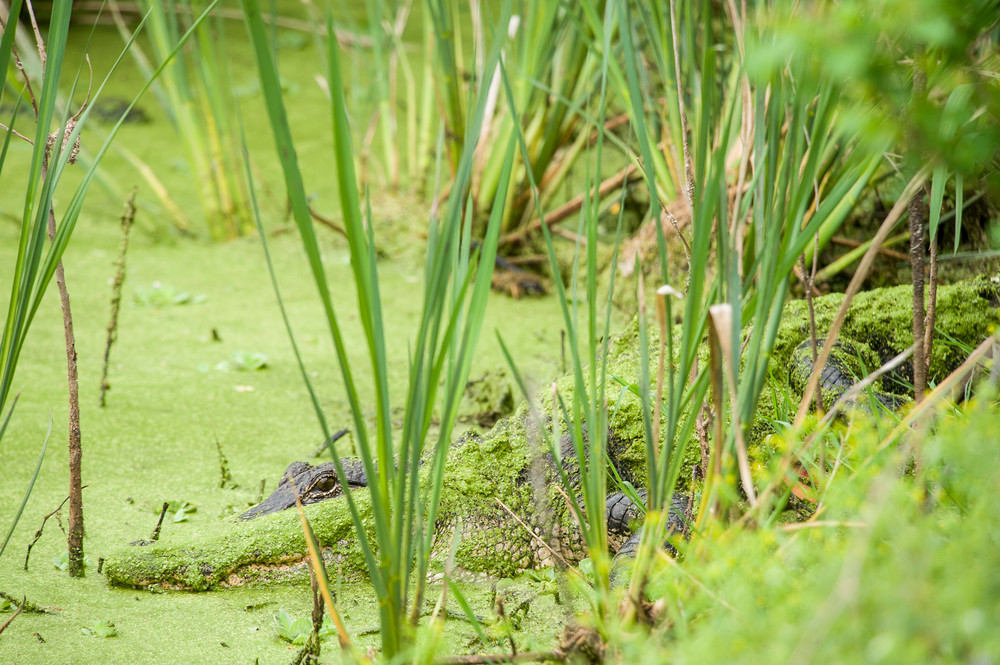American Alligator in Hiding, Damon, Texas