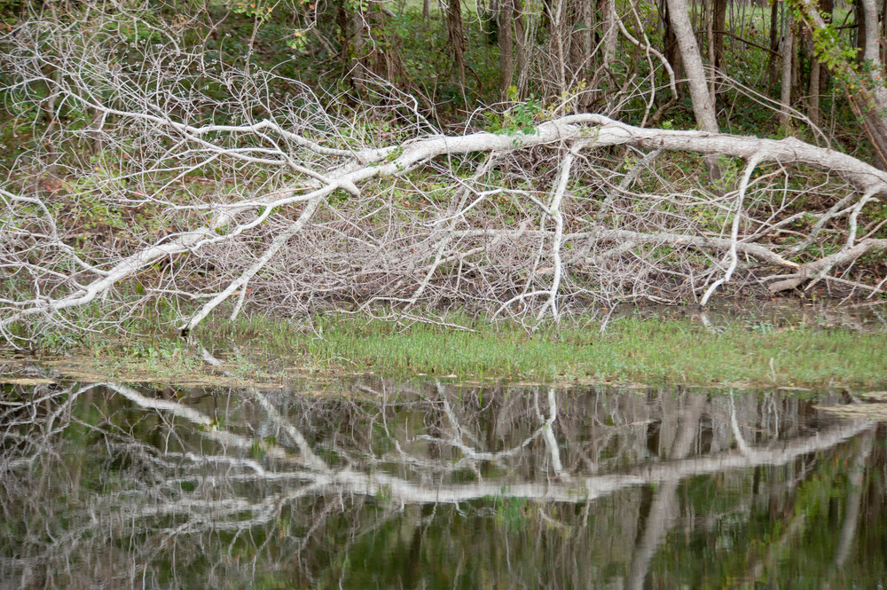 Dead Tree Reflection, Damon, Texas