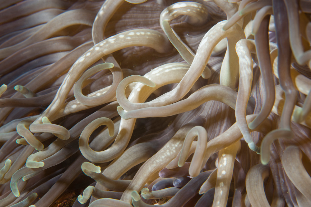 Leathery Sea Anemone, Anilao, Philippines