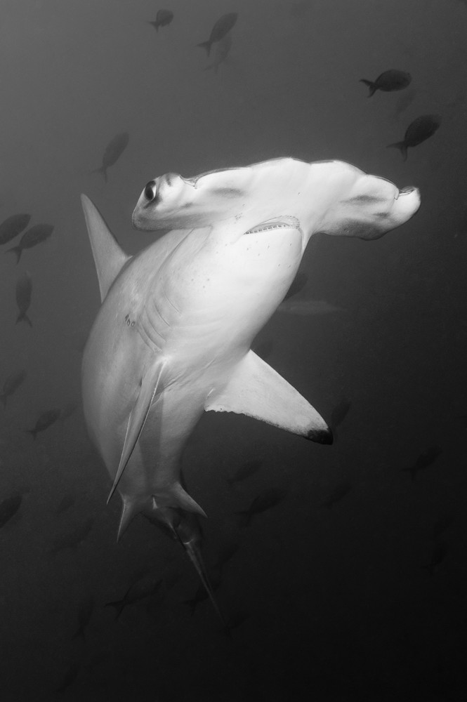 Scalloped Hammerhead Shark, Cocos Island, Costa Rica